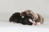 BERGER AUSTRALIEN PUPPIES 897